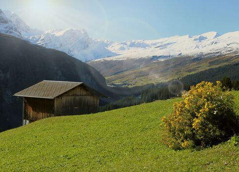 Petit chalet en bois sur une prairie verdoyante, avec un buisson fleuri à droite et des montagnes enneigées au loin sous un ciel bleu.