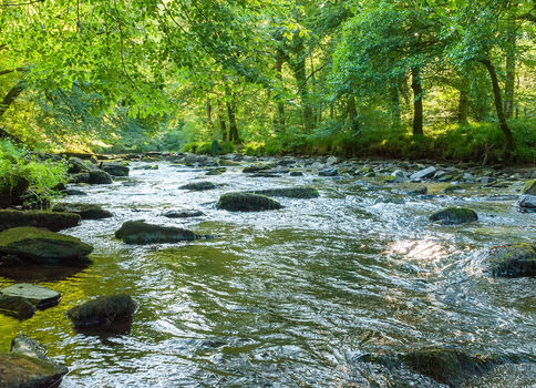 Petit cours d'eau serpente entre des rochers dans une forêt dense et verdoyante, la lumière filtre à travers les arbres et reflète sur l'eau.