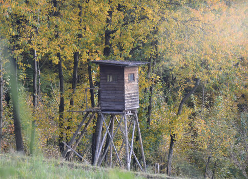Eine kleine Holzhütte auf Pfosten im Wald, vermutlich eine Aussichtshütte oder Jagdhütte, umgeben von gelbem Herbstlaub.