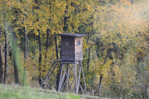 Eine kleine Holzhütte auf Pfosten im Wald, vermutlich eine Aussichtshütte oder Jagdhütte, umgeben von gelbem Herbstlaub.