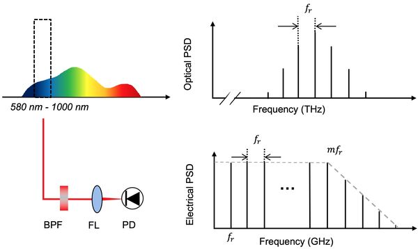 Der Supercontinuum-Laser erzeugt Licht, bestehend aus gleichabständigen spektralen Linien (oben), die bei der Photodetektion zu ebenfalls gleichabständigen Schwebungen führen.