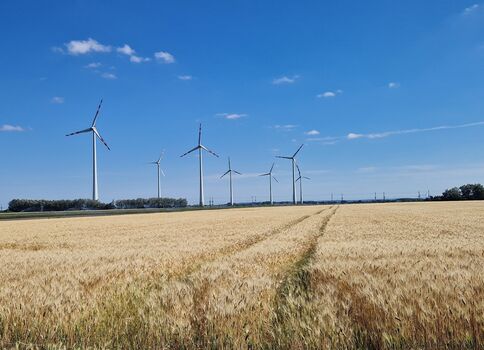 Ein weites Getreidefeld mit goldenen Ähren im Vordergrund; am Horizont stehen mehrere Windräder unter einem klaren blauen Himmel mit wenigen Wolken.