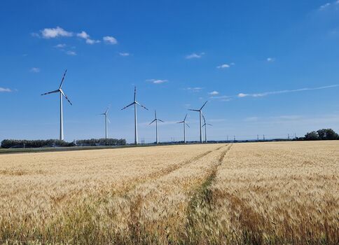 Ein weites Getreidefeld mit goldenen Ähren im Vordergrund; am Horizont stehen mehrere Windräder unter einem klaren blauen Himmel mit wenigen Wolken.