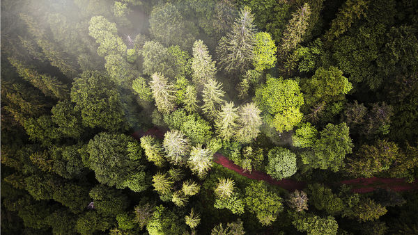 Wald von oben